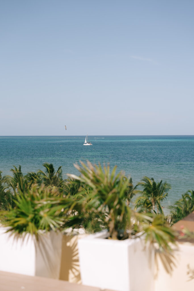 White sailboat in the distance on a clear blue ocean with plants in the foreground